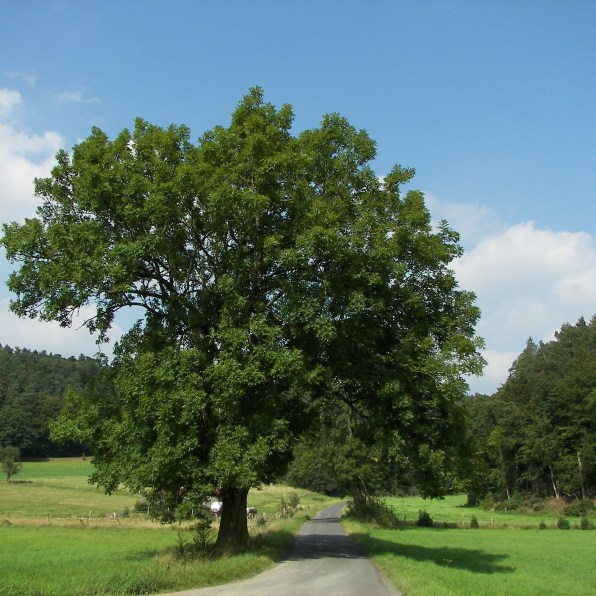 European Ash (Fraxinus excelsior) in the Burgwald, Hesse, Germany (source:wikimedia)